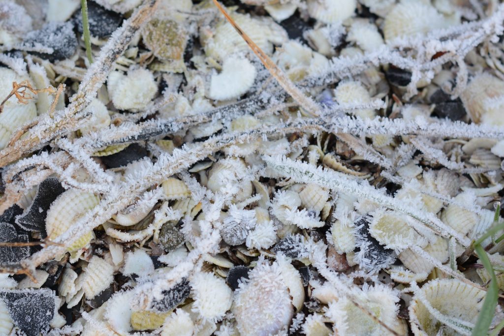 smerdiek sintmaartensdijk tholen strand oester eb schelpen wrakhout bevroren rijp sneeuw