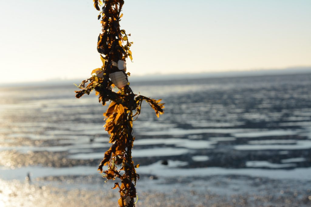 smerdiek sintmaartensdijk tholen strand oester eb schelpen wrakhout zeewier
